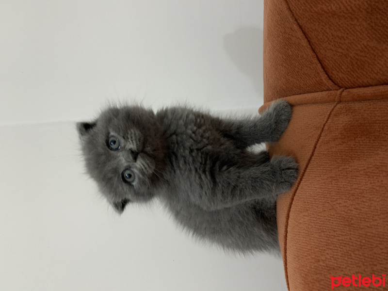 Scottish Fold, Kedi  Luna fotoğrafı