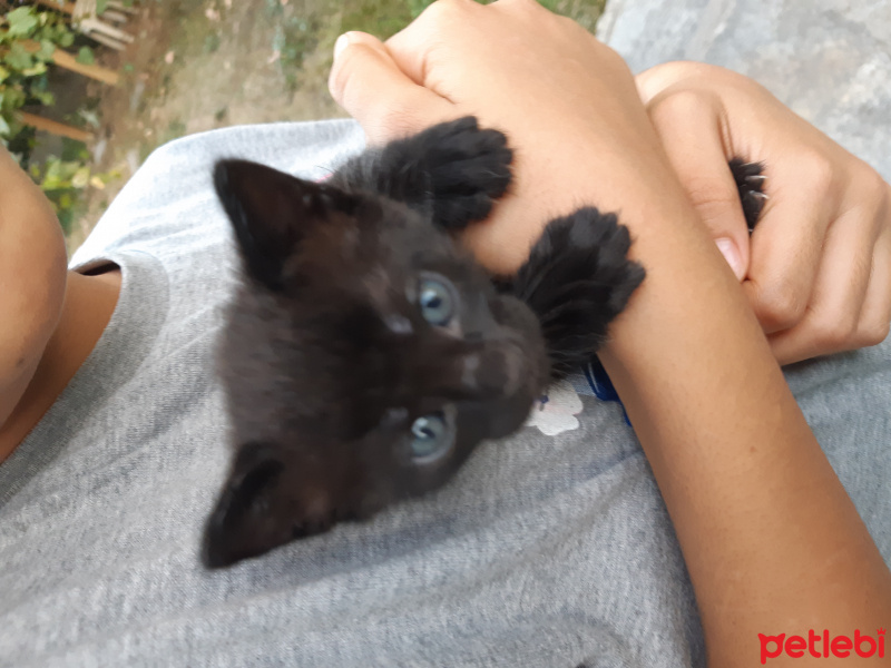 Bombay, Kedi  Negro fotoğrafı