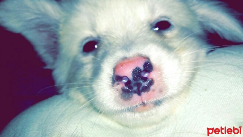 Maltese, Köpek  ponçik fotoğrafı