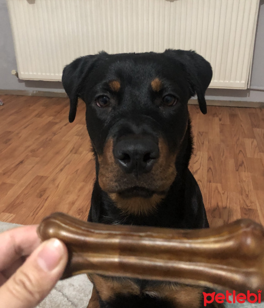 Rottweiler, Köpek  Hera fotoğrafı
