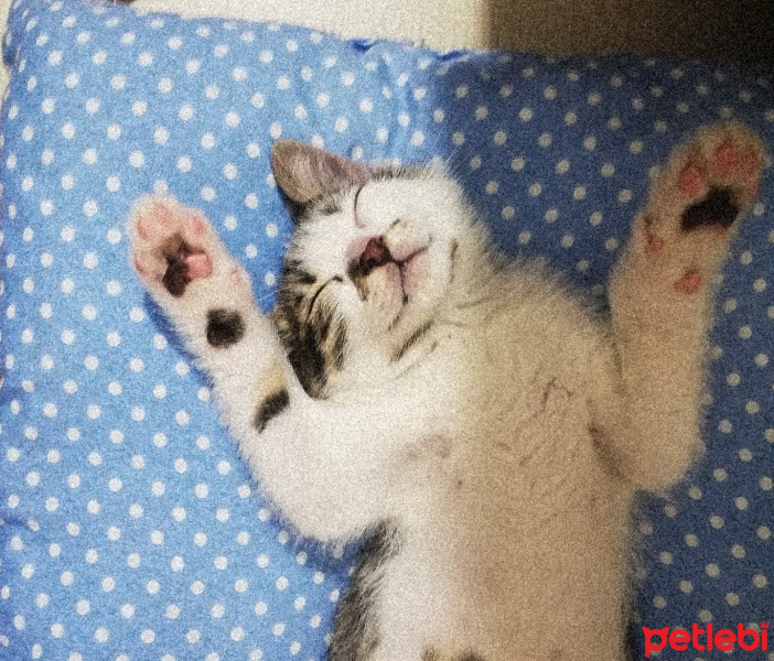 Tekir Kedi, Kedi  Nar fotoğrafı