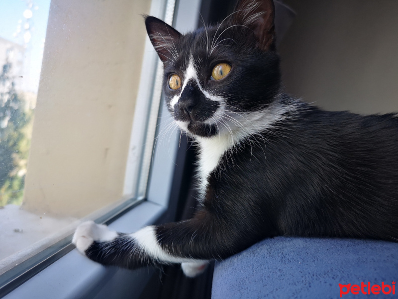 Tuxedo (Smokin) Kedi, Kedi  İsot fotoğrafı
