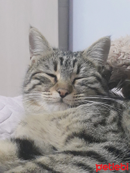 Tekir Kedi, Kedi  Bade fotoğrafı