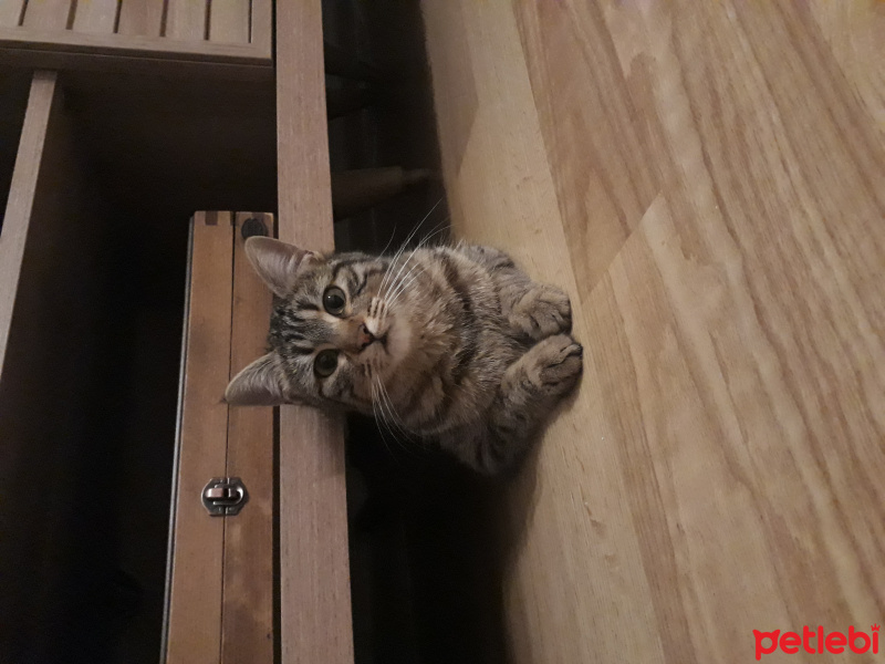 Tekir Kedi, Kedi  Bade fotoğrafı