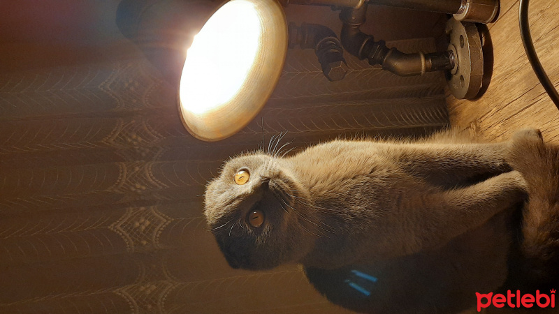 Scottish Fold, Kedi  Reçel fotoğrafı
