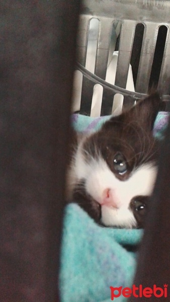 Tuxedo (Smokin) Kedi, Kedi  Pisi fotoğrafı