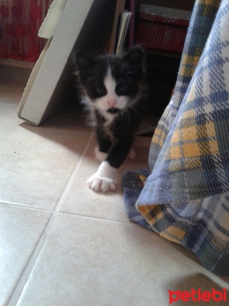 Tuxedo (Smokin) Kedi, Kedi  Pisi fotoğrafı