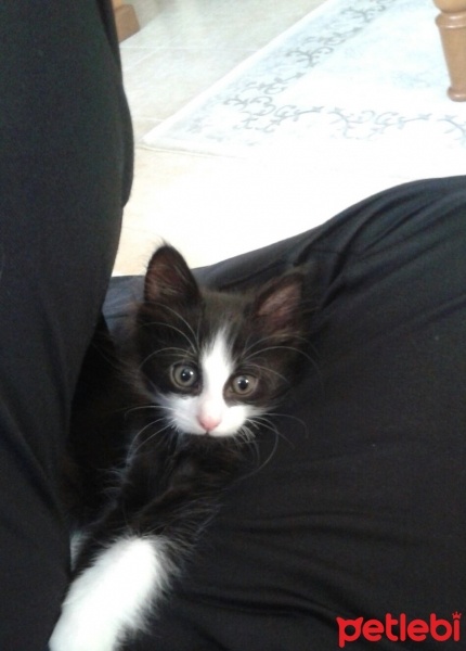Tuxedo (Smokin) Kedi, Kedi  Pisi fotoğrafı