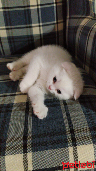 Scottish Fold, Kedi  Venüs fotoğrafı