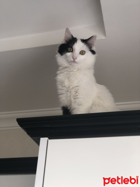 Tekir Kedi, Kedi  Pamuk fotoğrafı
