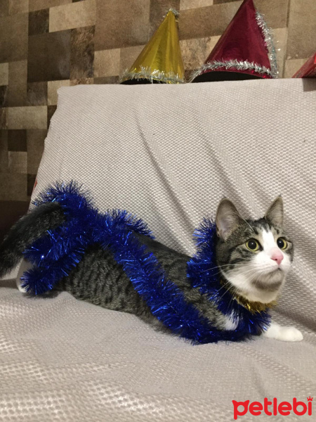 Tekir Kedi, Kedi  AFİTAP fotoğrafı