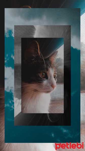 Tekir Kedi, Kedi  AFİTAP fotoğrafı