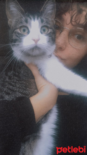 Tekir Kedi, Kedi  AFİTAP fotoğrafı