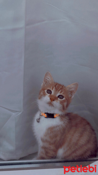 Sarman, Kedi  Dobby fotoğrafı