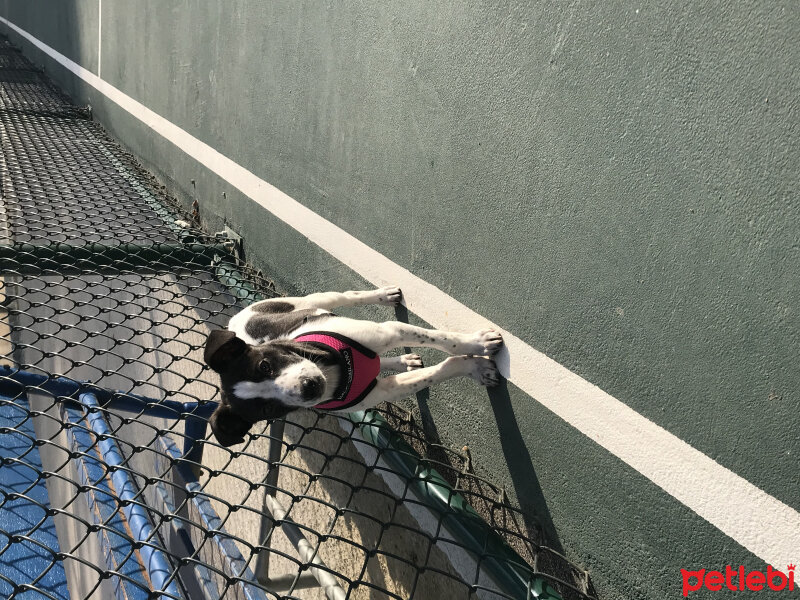 Jack Russell Terrier, Köpek  Rita fotoğrafı