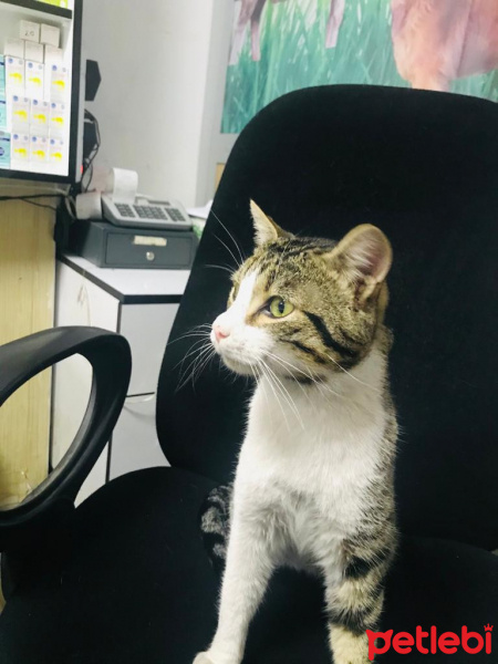 Tekir Kedi, Kedi  veteriner hekimden romeo sahiplendiriliyor fotoğrafı