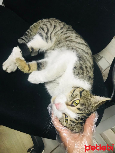 Tekir Kedi, Kedi  veteriner hekimden romeo sahiplendiriliyor fotoğrafı