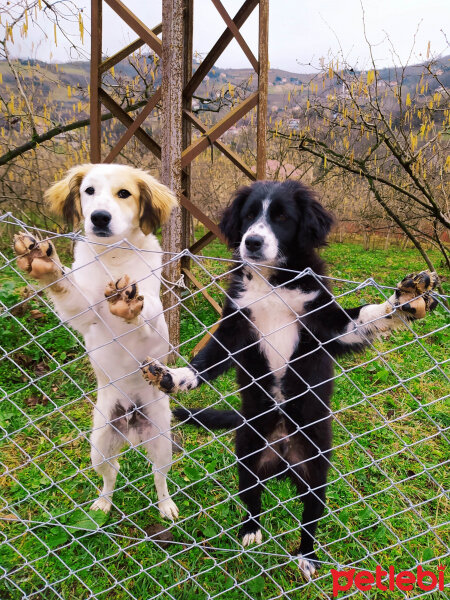 Sokö (Sokak Köpeği), Köpek  Karabaş fotoğrafı