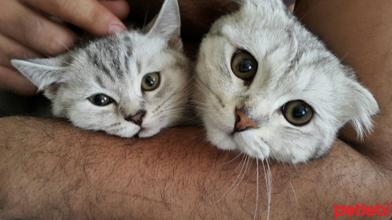 British Shorthair, Kedi  cucu fotoğrafı