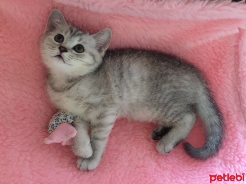 British Shorthair, Kedi  cucu fotoğrafı