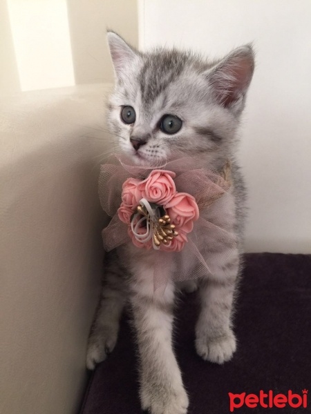 British Shorthair, Kedi  cucu fotoğrafı