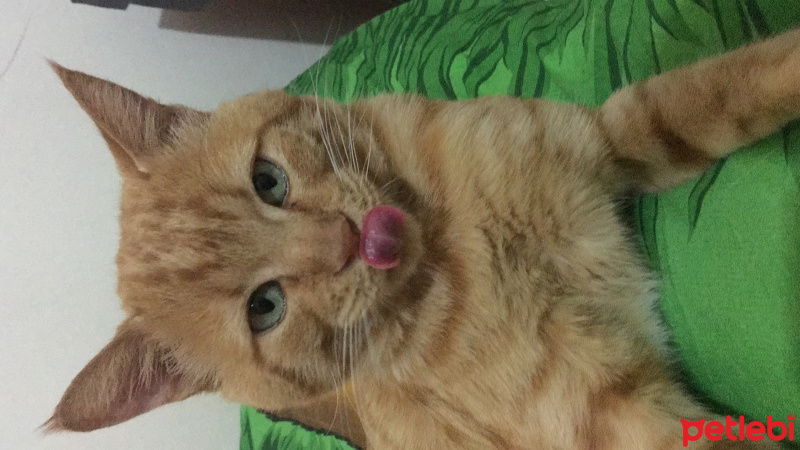Tekir Kedi, Kedi  summer fotoğrafı