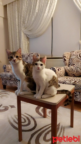 Tekir Kedi, Kedi  Dobby fotoğrafı