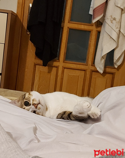 Tekir Kedi, Kedi  Dobby fotoğrafı