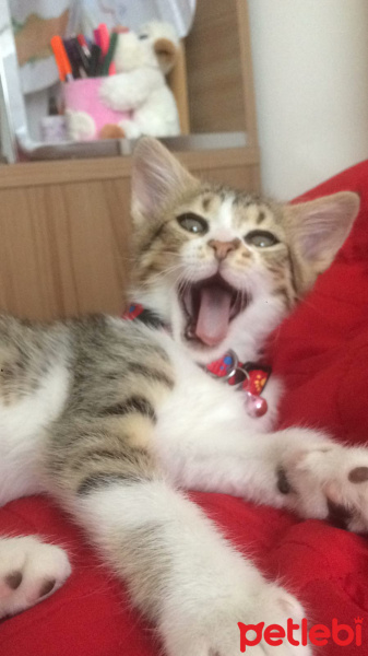 Tekir Kedi, Kedi  Dobby fotoğrafı
