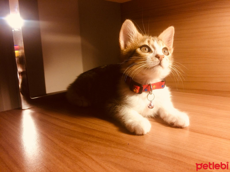 Tekir Kedi, Kedi  Dobby fotoğrafı