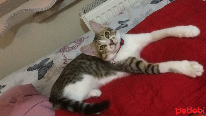 Tekir Kedi, Kedi  Dobby fotoğrafı