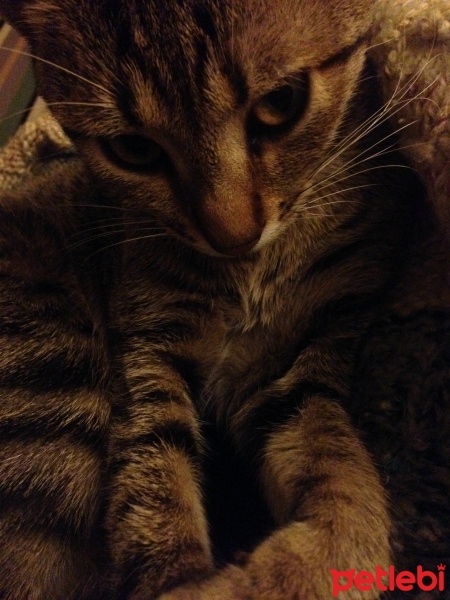 Tekir Kedi, Kedi  Pırpık fotoğrafı