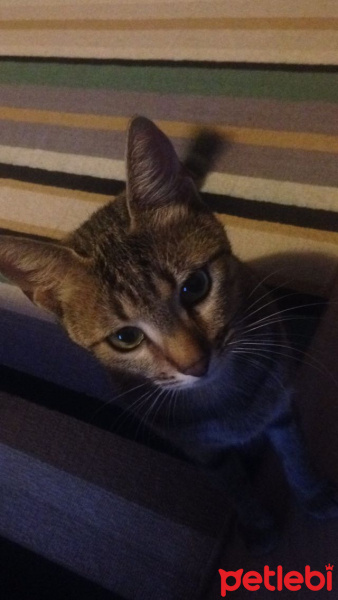 Tekir Kedi, Kedi  Pırpık fotoğrafı