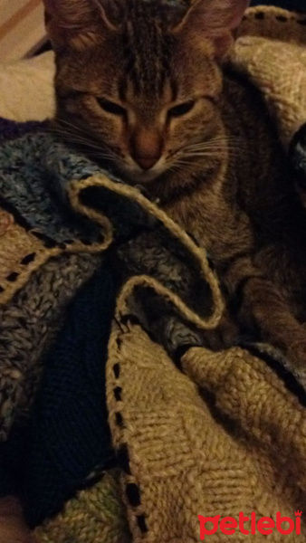 Tekir Kedi, Kedi  Pırpık fotoğrafı