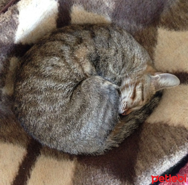 Tekir Kedi, Kedi  Pırpık fotoğrafı