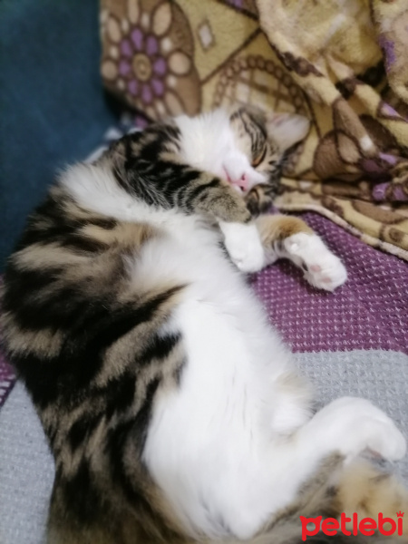 Tekir Kedi, Kedi  ZUZU fotoğrafı