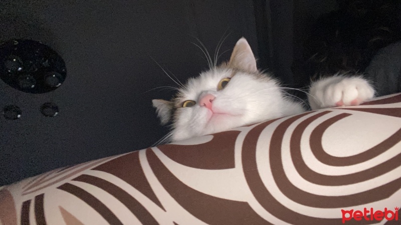 Tekir Kedi, Kedi  Behlül fotoğrafı