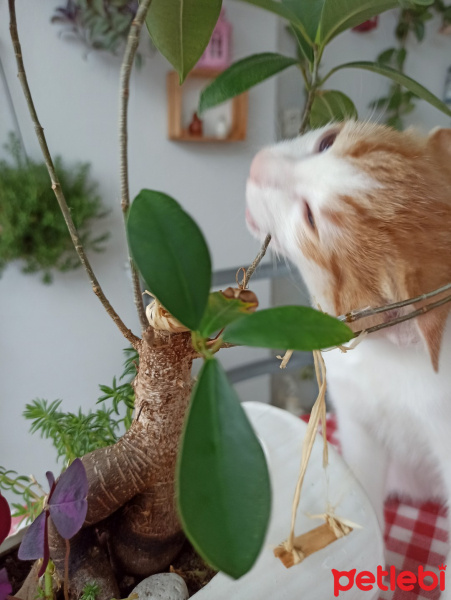 Tekir Kedi, Kedi  Susam fotoğrafı