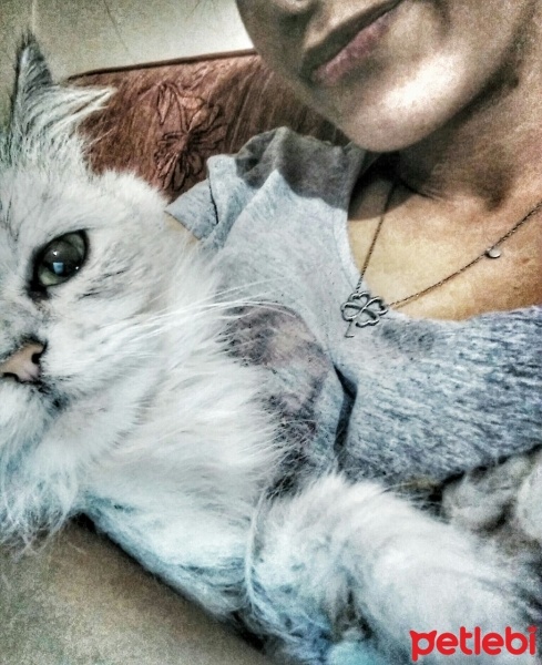 İran Kedisi (Persian), Kedi  Şila fotoğrafı