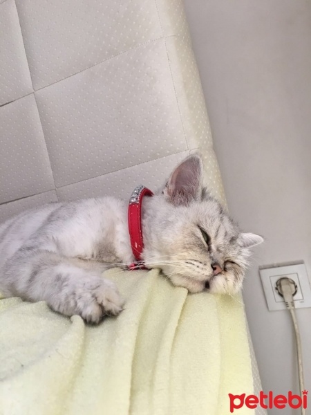 İran Kedisi (Persian), Kedi  Şila fotoğrafı