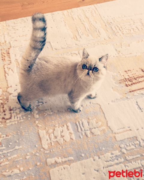 Exotic Shorthair, Kedi  Çilek fotoğrafı