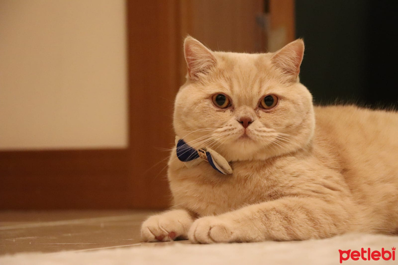 Exotic Shorthair, Kedi  Çilek fotoğrafı