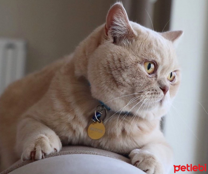 British Shorthair, Kedi  Muffin fotoğrafı