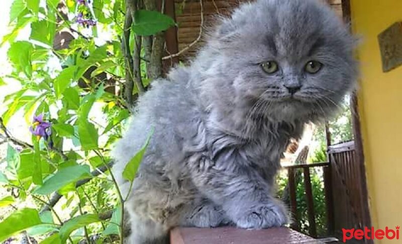 Scottish Fold, Kedi  capkin fotoğrafı