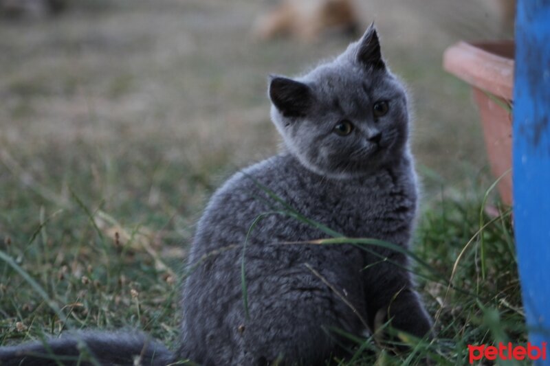 Scottish Fold, Kedi  capkin fotoğrafı