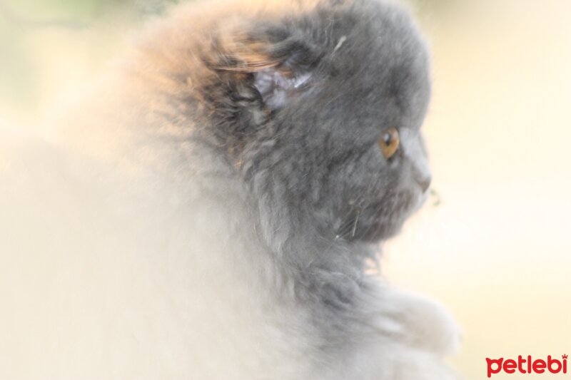 Scottish Fold, Kedi  capkin fotoğrafı