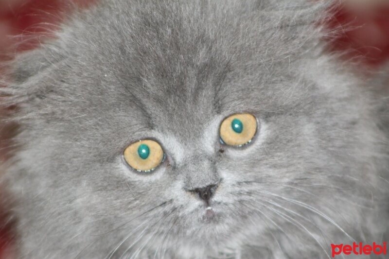 Scottish Fold, Kedi  capkin fotoğrafı