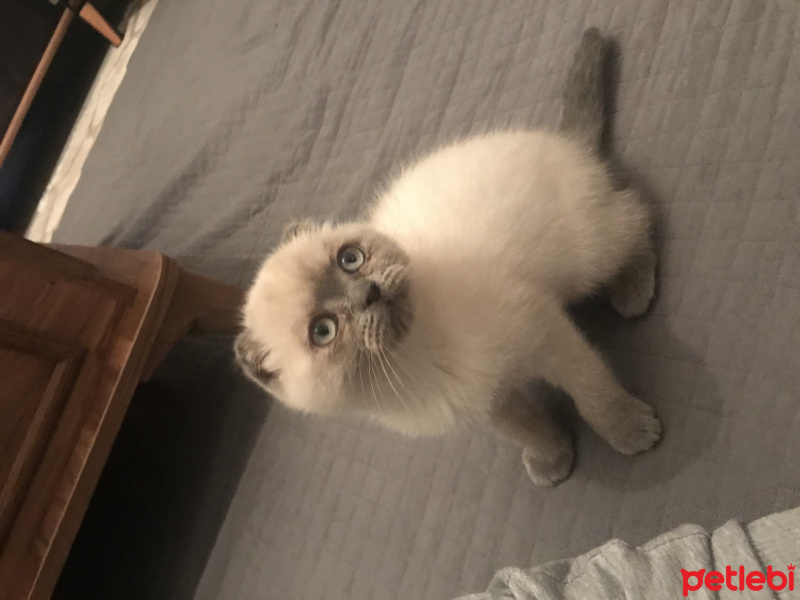 Scottish Fold, Kedi  Lilith fotoğrafı
