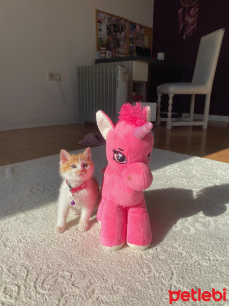 Tekir Kedi, Kedi  Olaf fotoğrafı