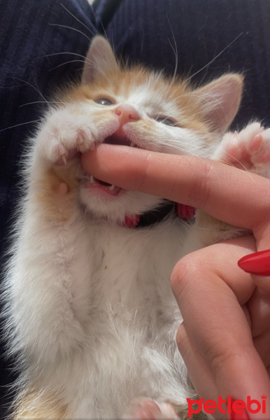 Tekir Kedi, Kedi  Olaf fotoğrafı